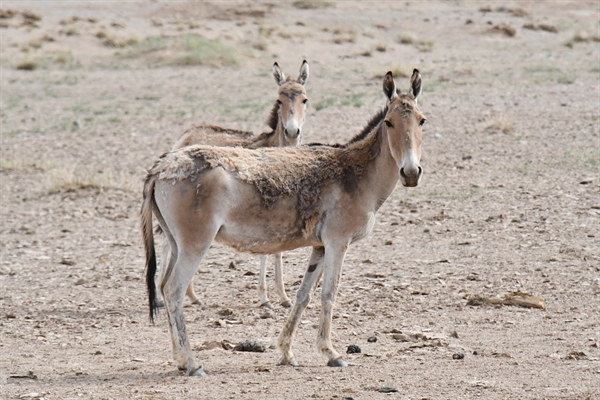 A pair of khulans in Dornogovi province in May 2024. Photo by: Khash-Erdene Bayarsaikhan © WCS Mongolia